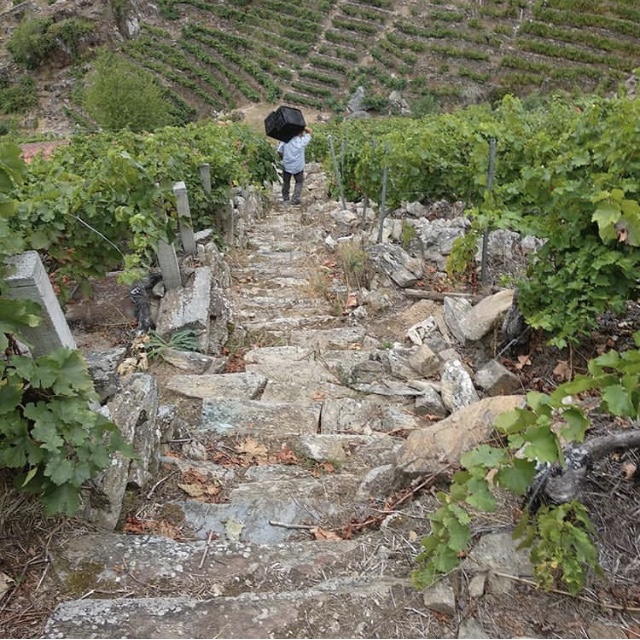 Auténticos Viñadores