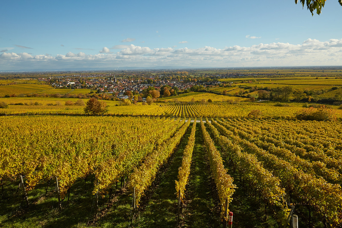 Bassermann - Jordan viñedo