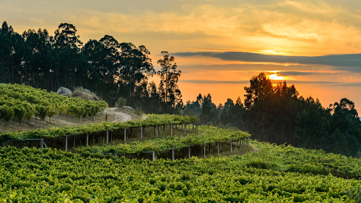 Bodegas Pazo de Señorans