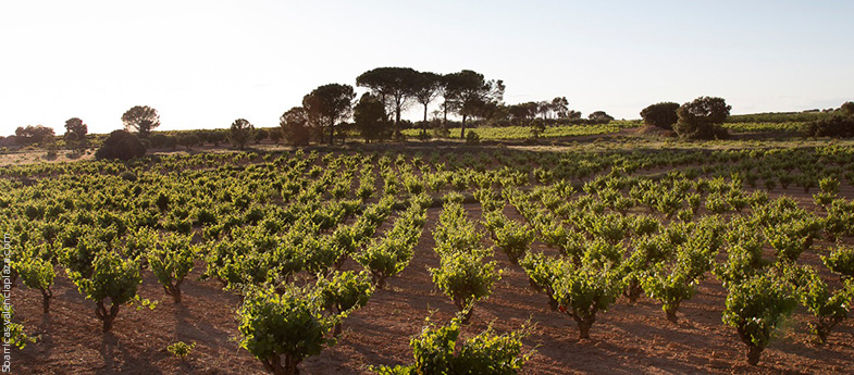 Bodegas y Viñedos Ponce