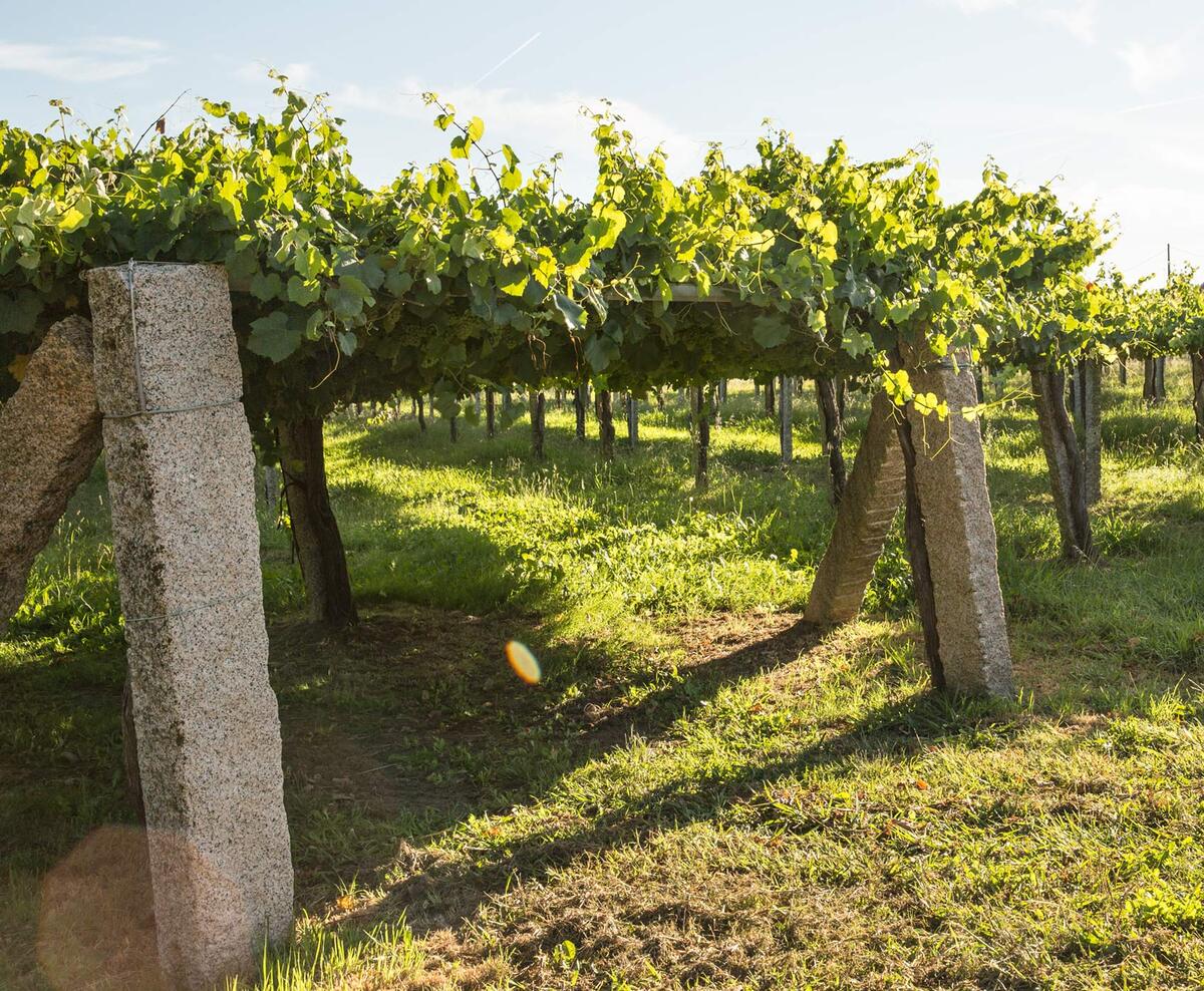 Eulogio Pomares viñedo