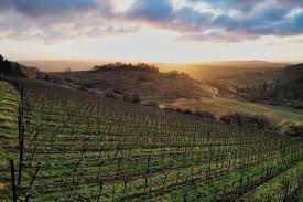 Ökonomierat Rebholz viñedo